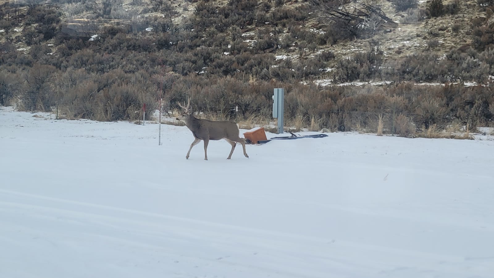 Deer and cattle on the hillside